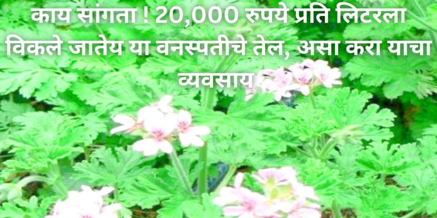 काय सांगता ! 20,000 रुपये प्रति लिटरला विकले जातेय या वनस्पतीचे तेल, असा करा याचा व्यवसाय