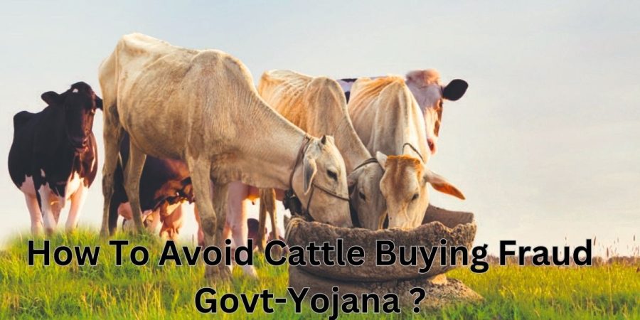 How To Avoid Cattle Buying Fraud Govt-Yojana ?